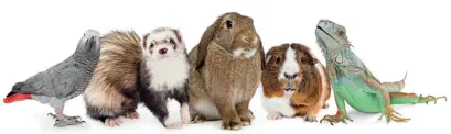veterinaire nac