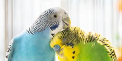 soins animaux nac