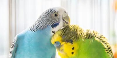 soins animaux nac