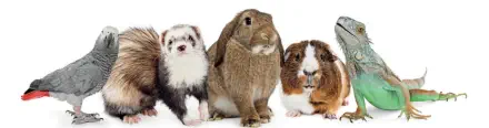 veterinaire nac