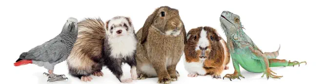 veterinaire nac